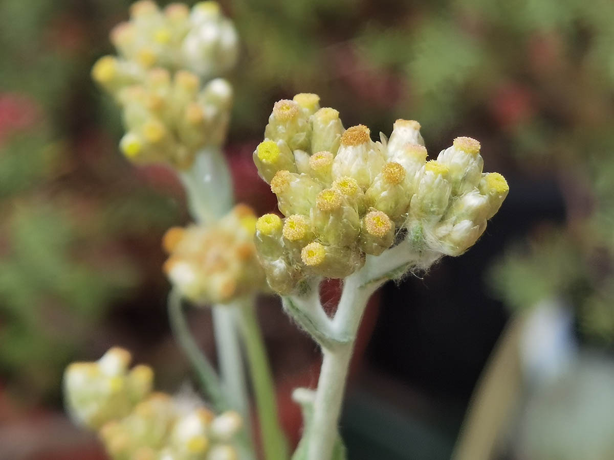 Gnaphalium uliginosum